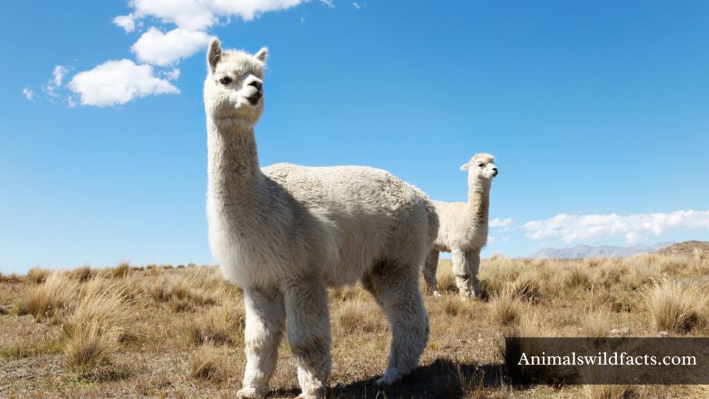 slender animals
