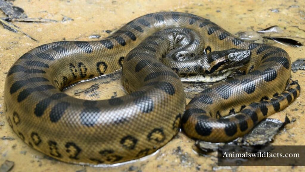 animals that are picky eaters