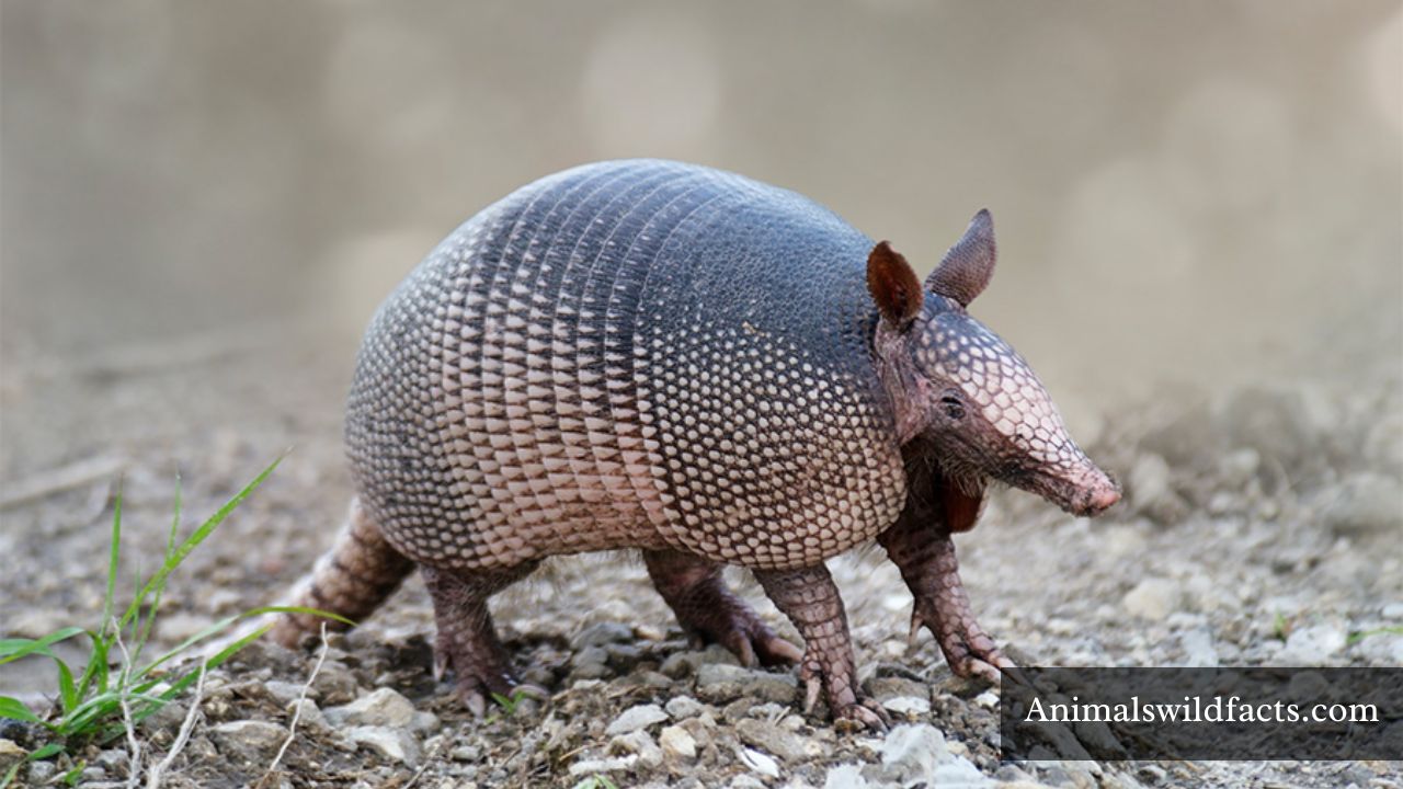 Top 18 Animals With Sharp Claws (With Images)