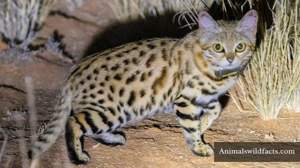 what animal eats the most per body weight