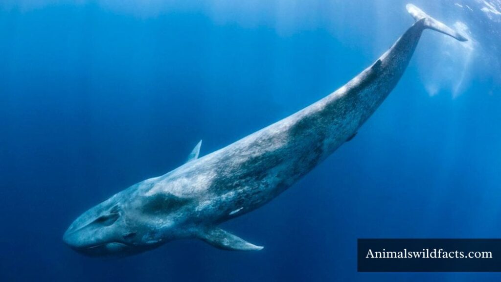 which animal eats the most