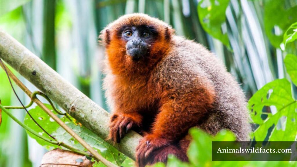 world smallest monkey