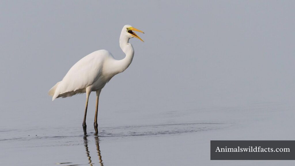 skinniest animal in the world