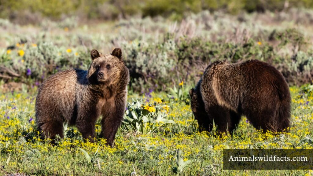 animals that eat alot
