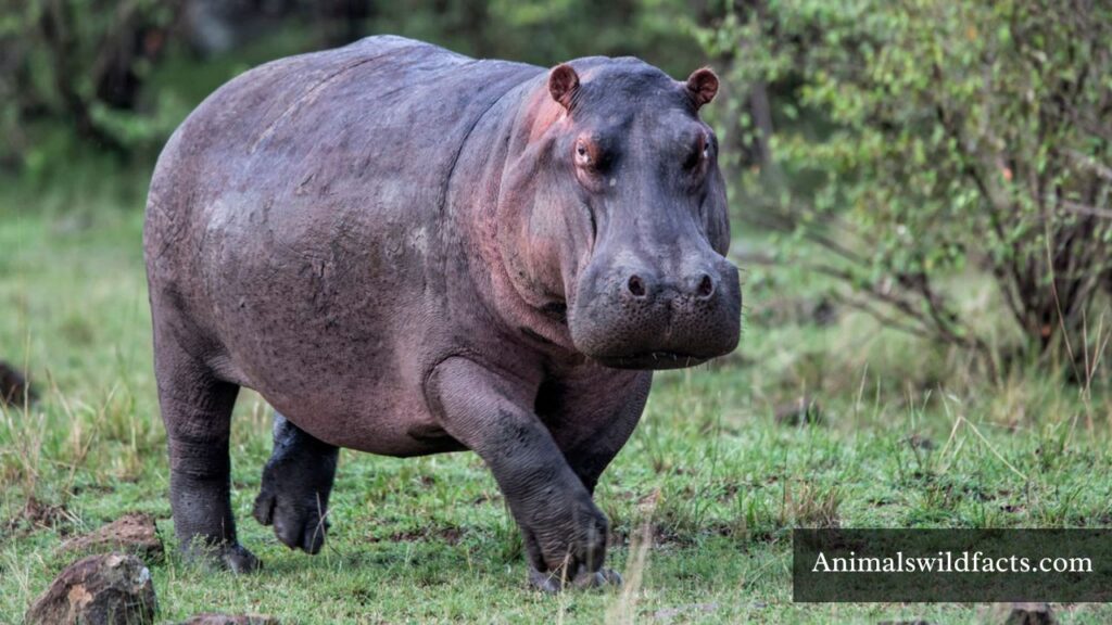 what animal is always hungry