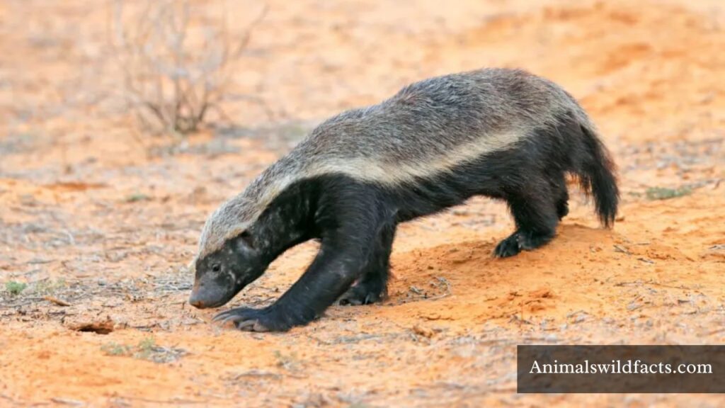 what animals eat honey