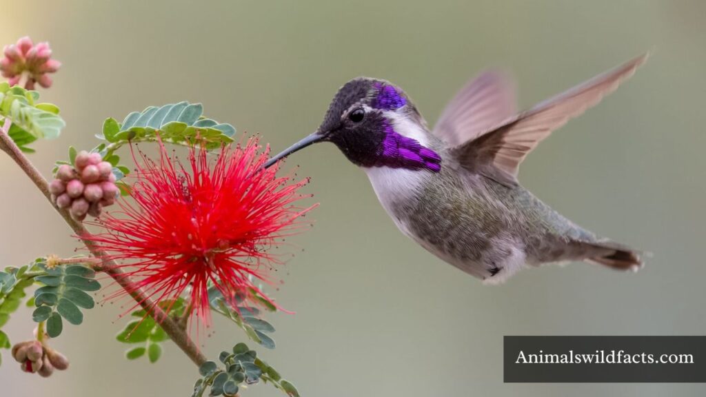 what animal eats a lot