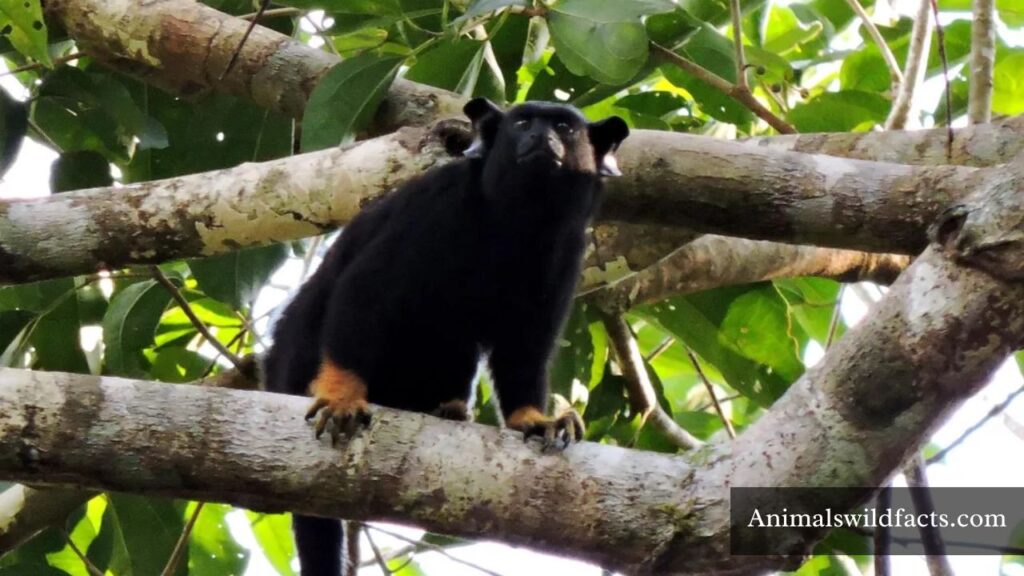 smallest monkey species