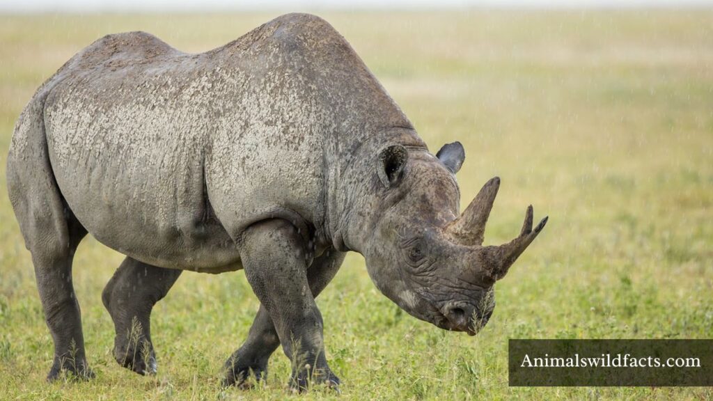 what animals eat the most