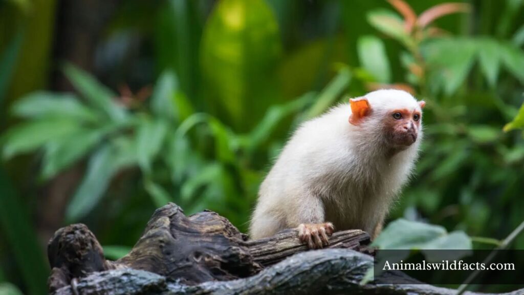 little monkey species