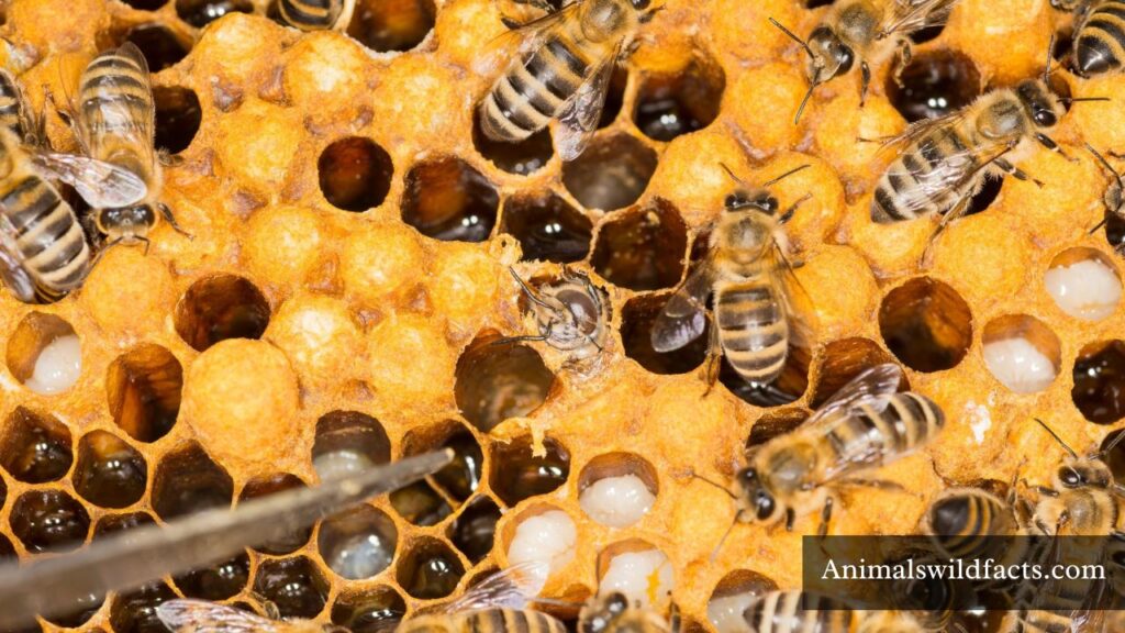 which animal likes honey