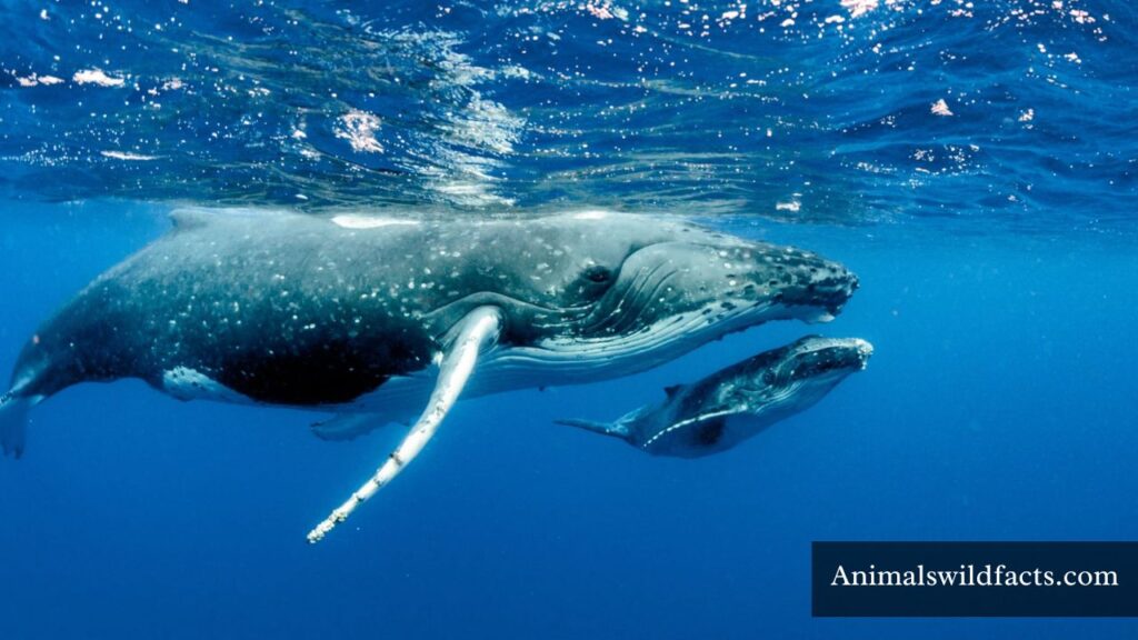 animal that eats a lot