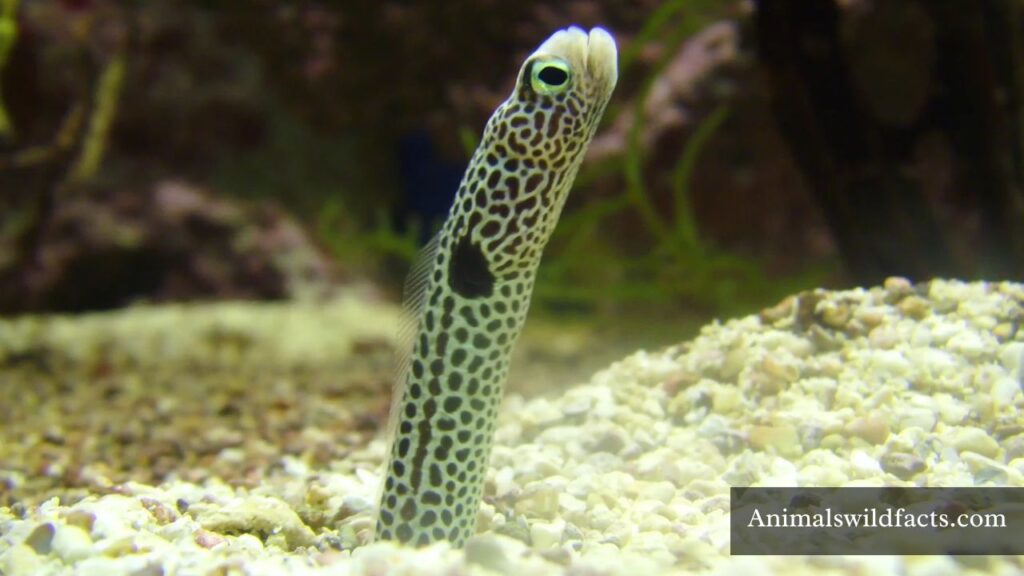 skinny creatures