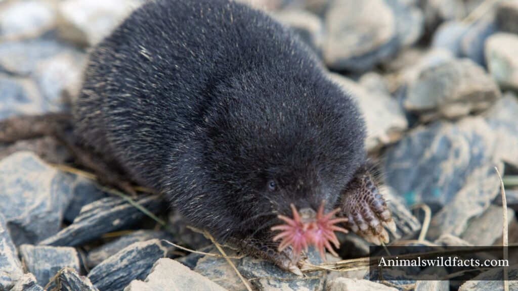 what animal eats the most food
