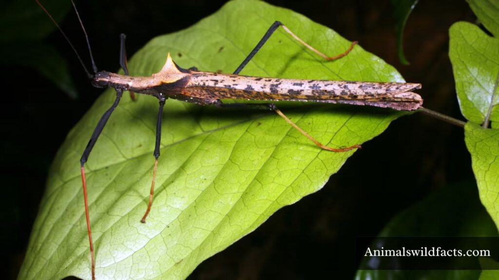 thin animals