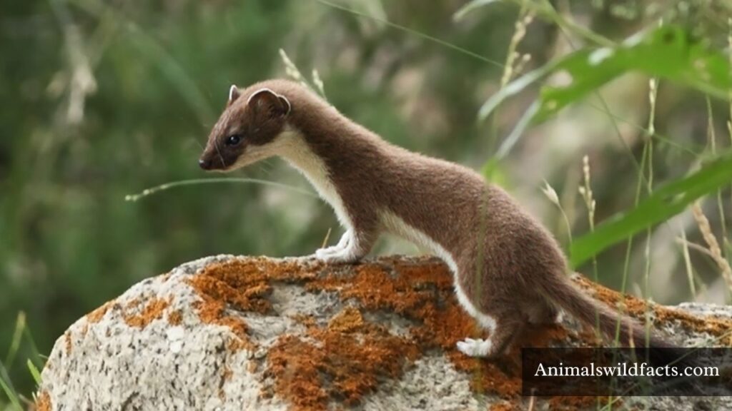 skinniest animal