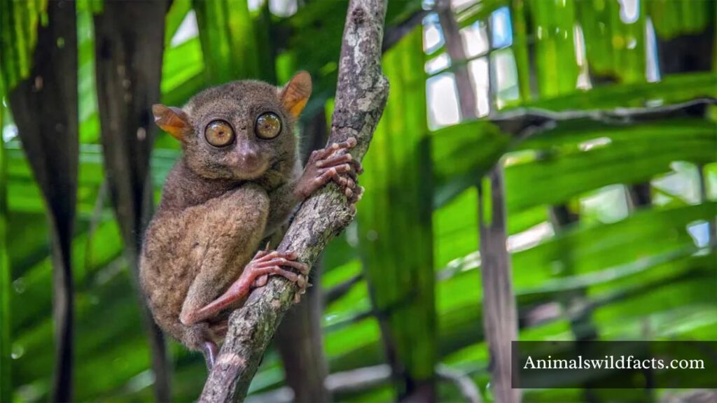 which is the smallest monkey in the world