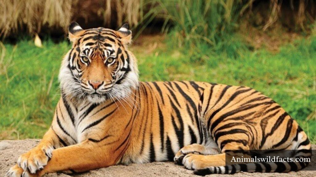 animals that are always hungry