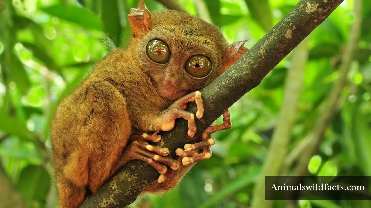 Animals with Big Eyes