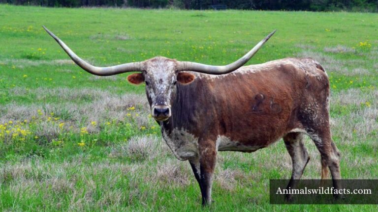 Animals with Long Horns