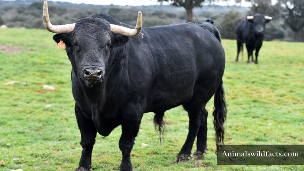 most stubborn animal