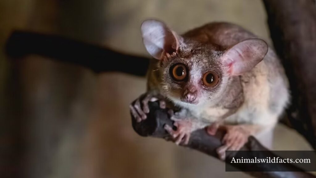 small animal with big eyes
