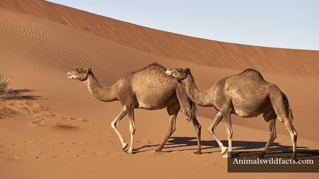Animal that Drink a lot of Water