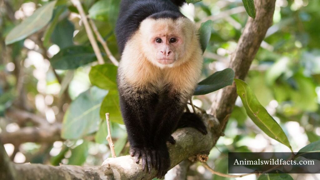 most mischievous animals