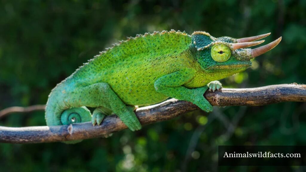 animals with wide eyes