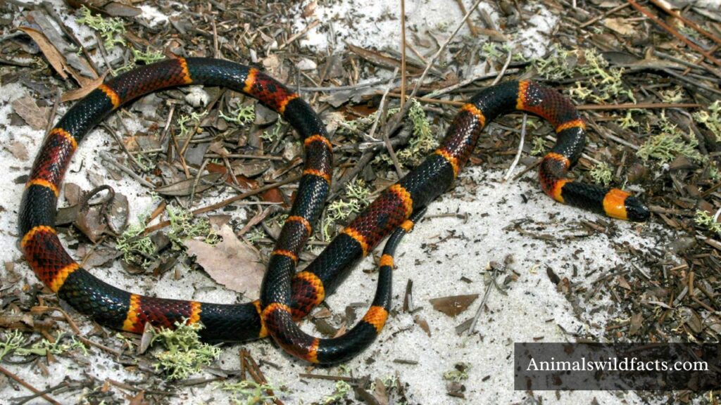 names for striped animals