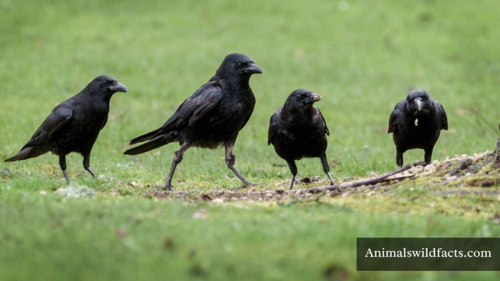 animals known for being mischievous