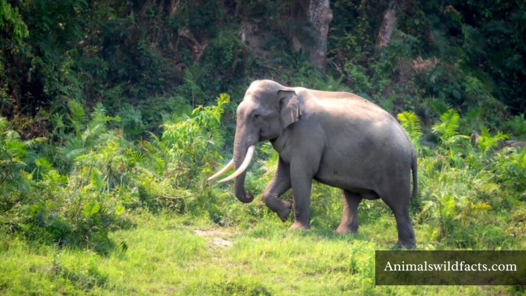 what animal represents stubbornness