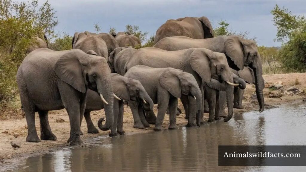 animal drinking water