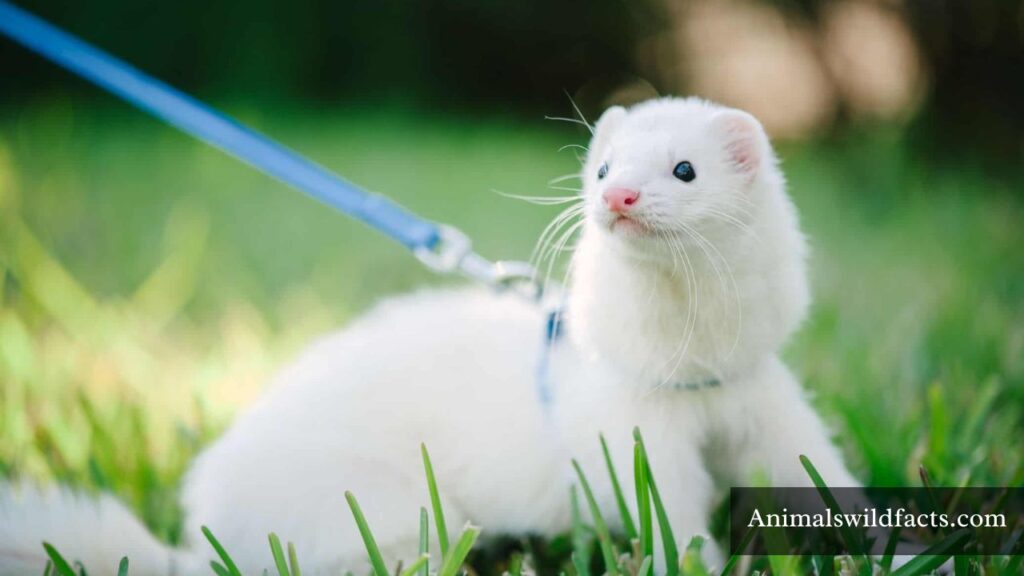 names for mischievous animals