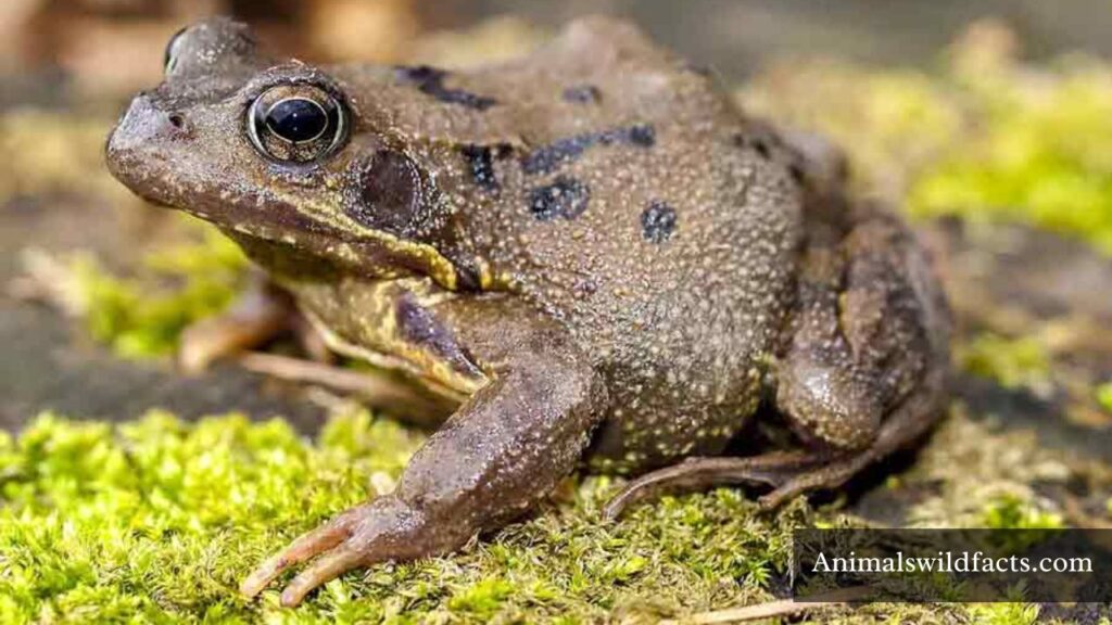 small and weak animals