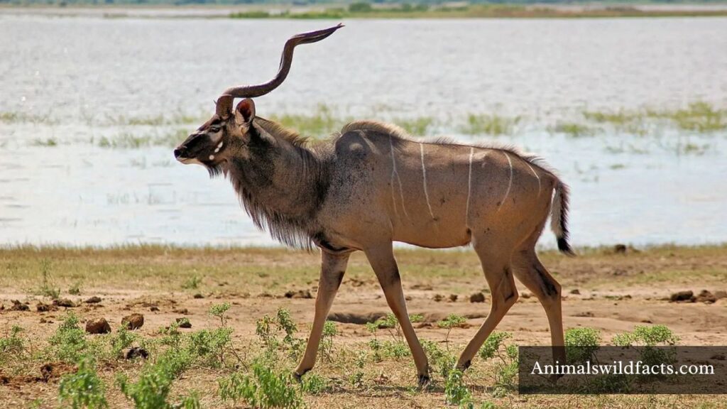 name the animal that has stripes on its body