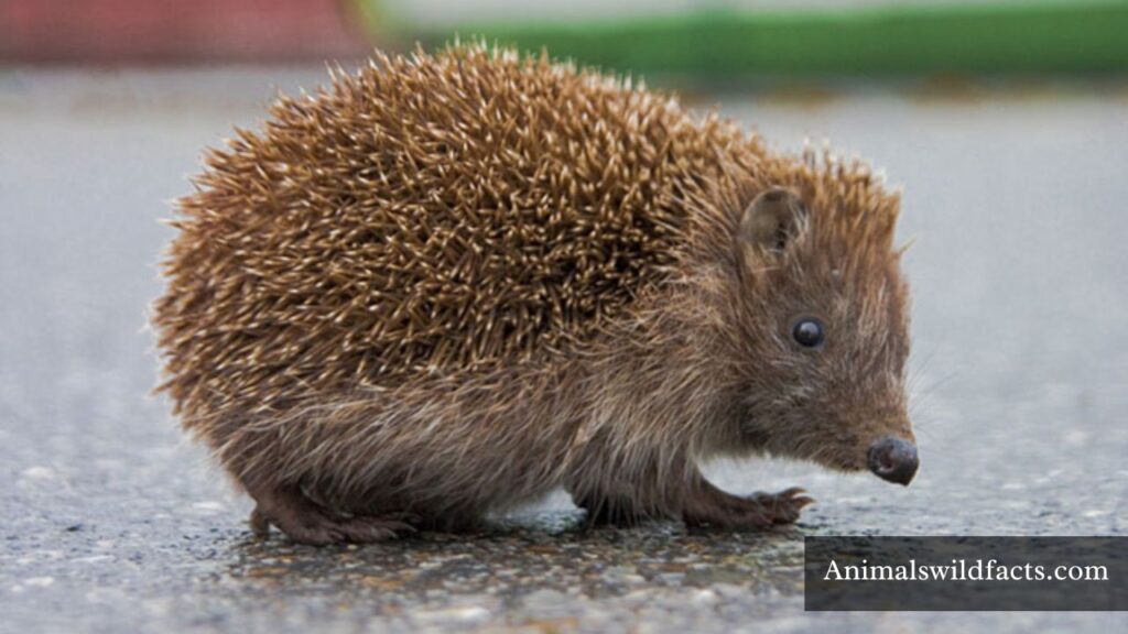 top 10 weakest animals