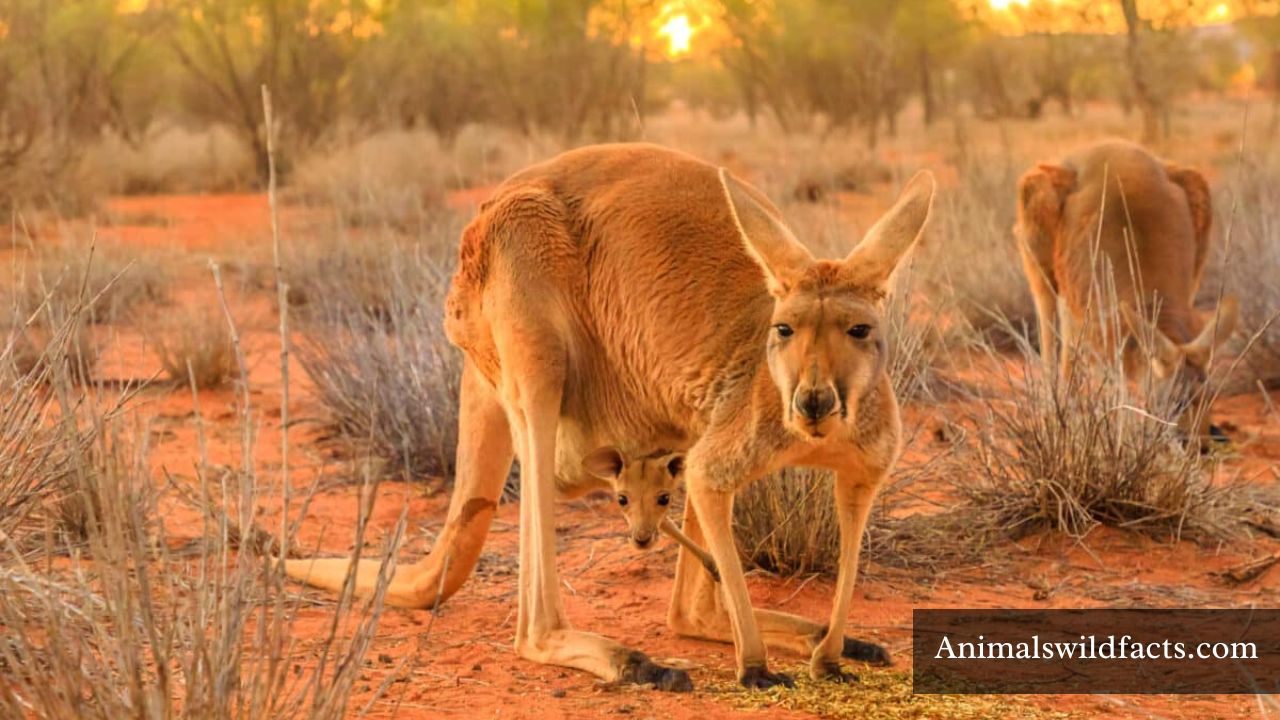 How Strong is a Kangaroo