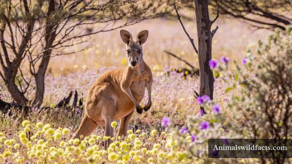 kangaroo strong