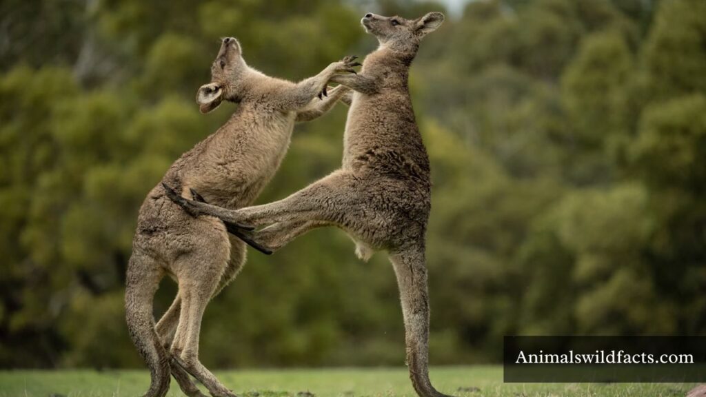 how strong are kangaroo tails