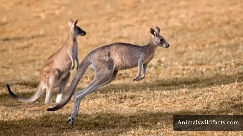 strong kangaroo