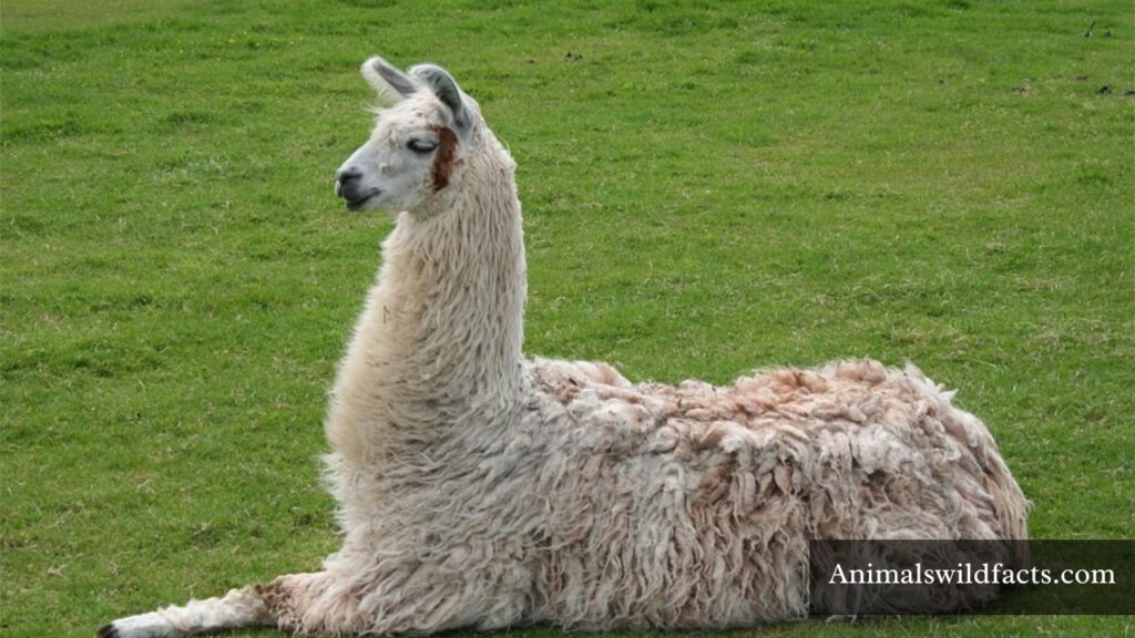 top 10 most stubborn animals