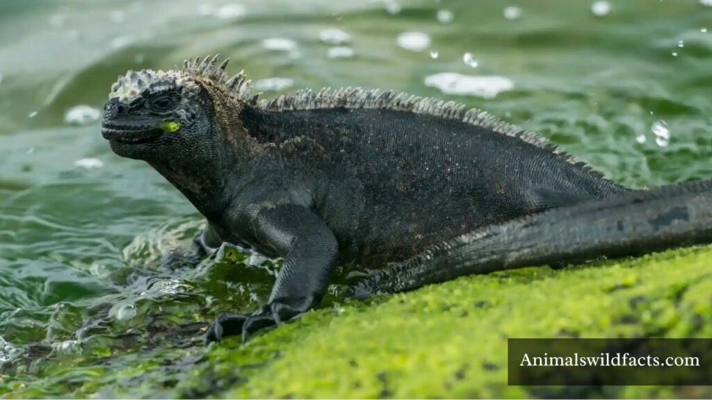Animal that Drinks large amount of water