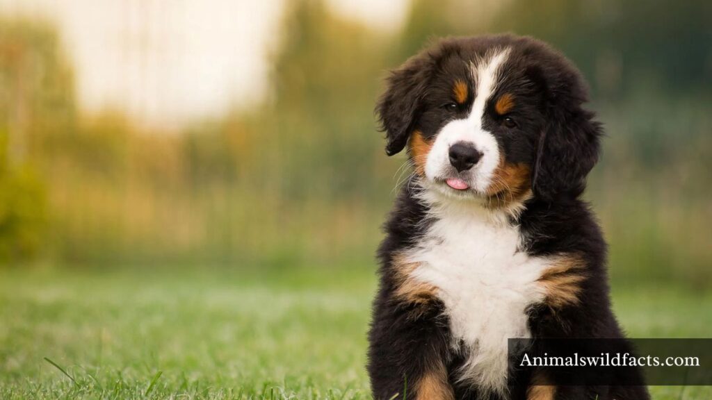 Mischievous Animals Pictures