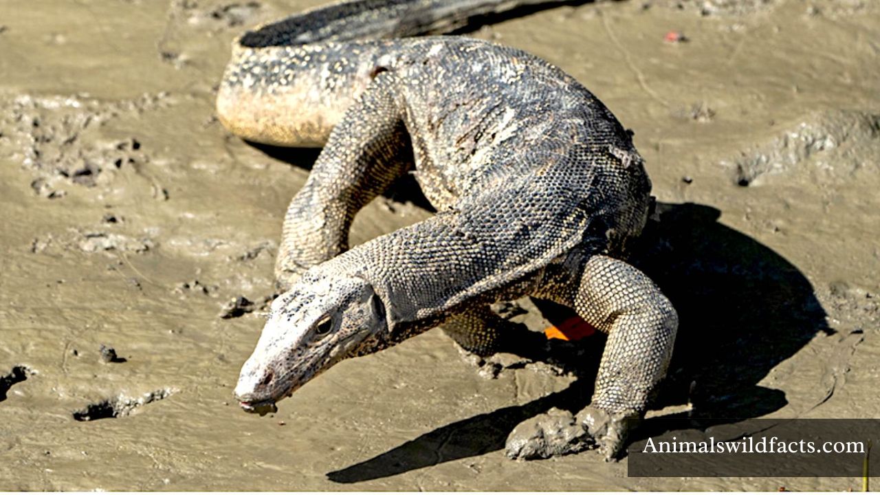 Scales In Animals Top 17 Animals With Scales in the World (With Pictures)