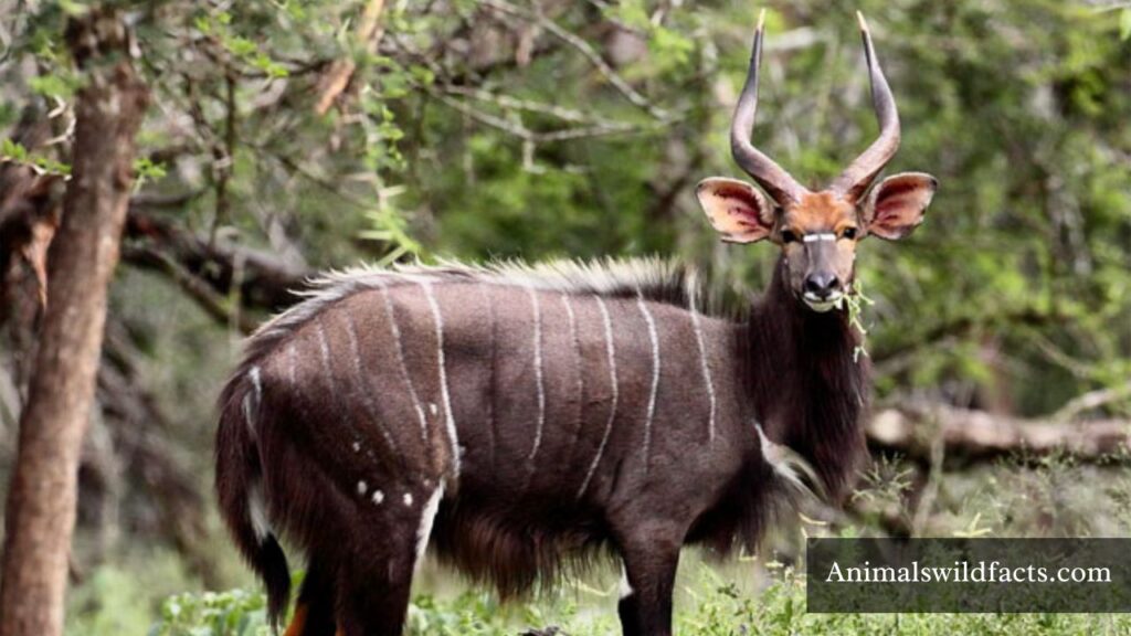 cute striped animals