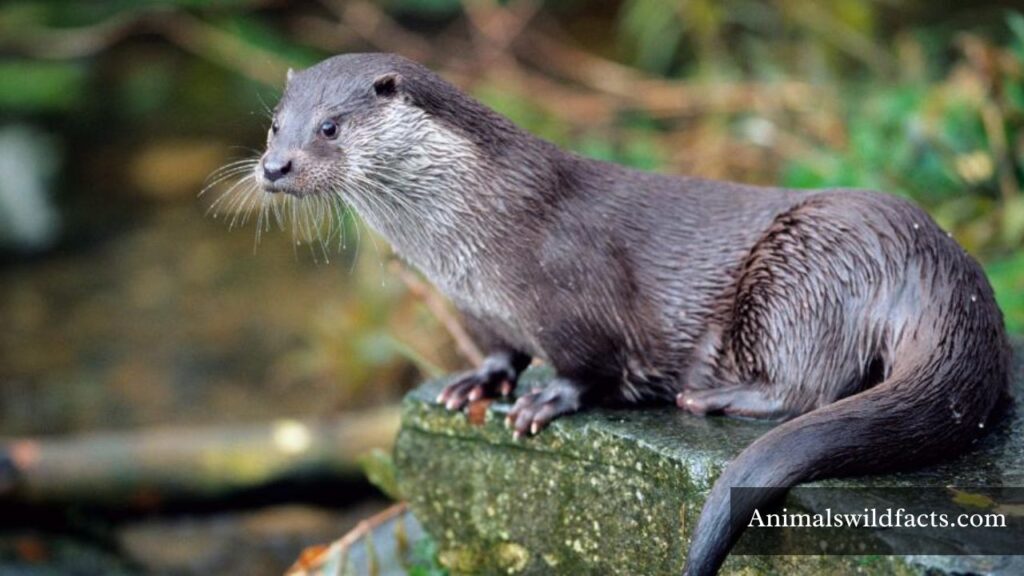 cute mischievous animals