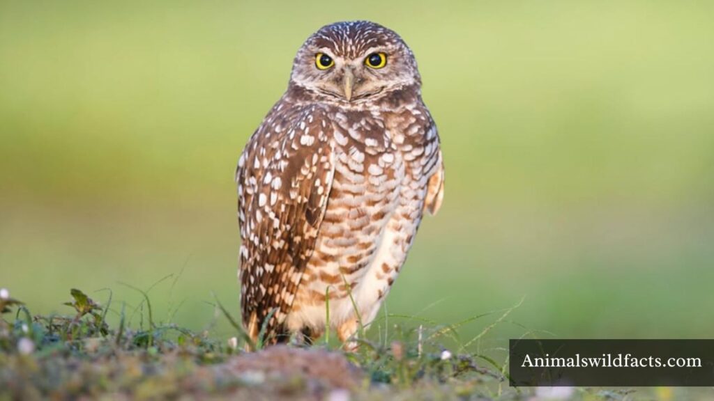 which land animal has the largest eyes