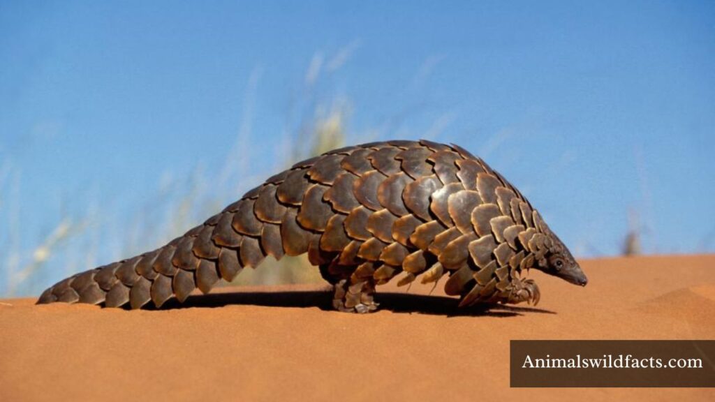 small animals with long tails