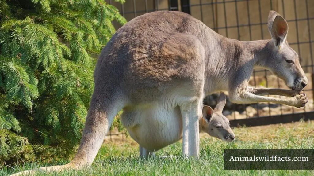 kangaroo strength
